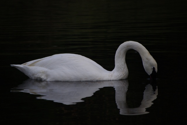 swan swan hummingbird