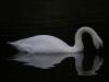 swan swan hummingbird
